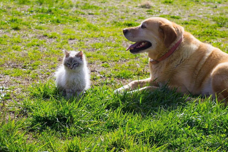 Labrador Retriever and a white kitten sitting in the grass