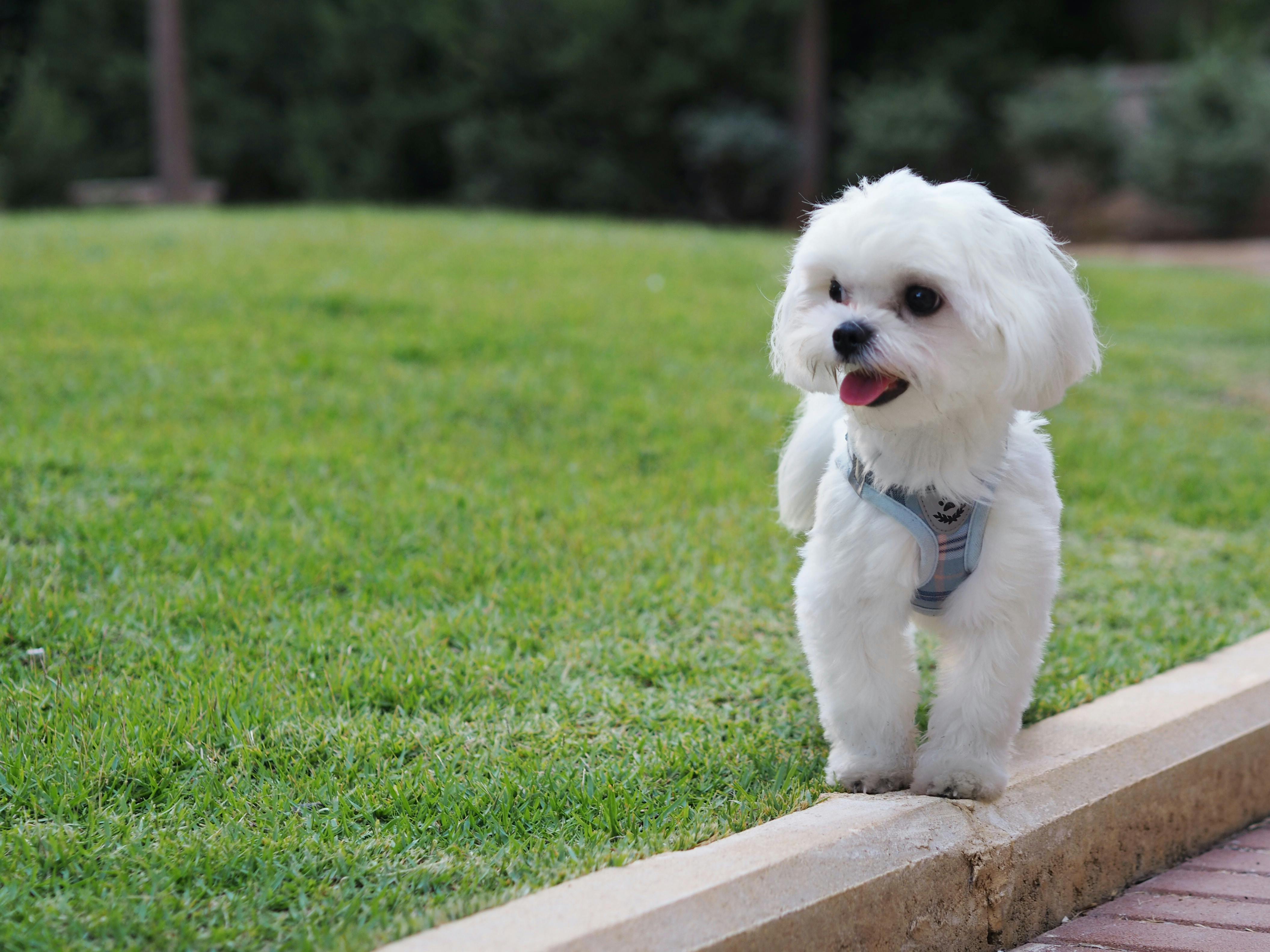 Small white dog standing on a curb next to grass.
