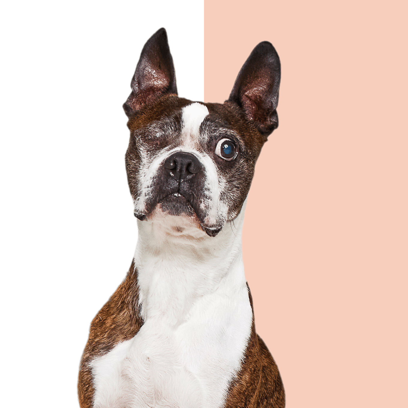 A one eyed Boston Terrier looks to camera