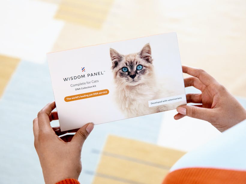 Wisdom Panel™ Complete for Cats DNA test collection kit package