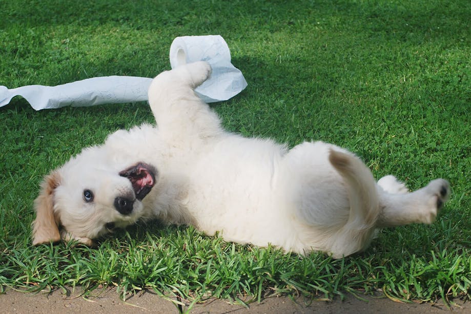 Puppy rolling on its back in the grass