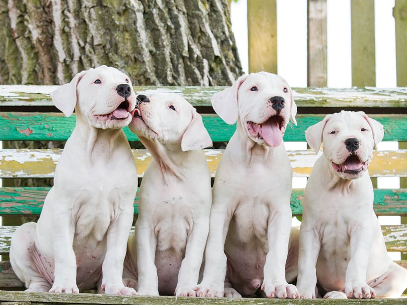 Four white dog sitting together