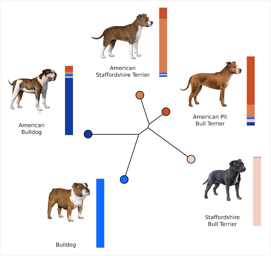 Ancestral population reconstruction of bully breed dogs.