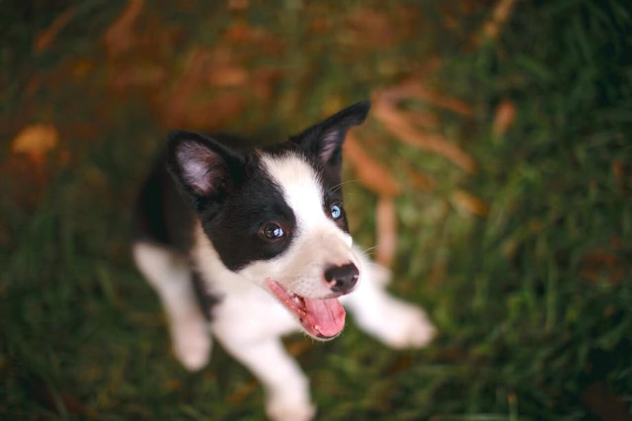 Puppy sitting outside in the grass and smiling