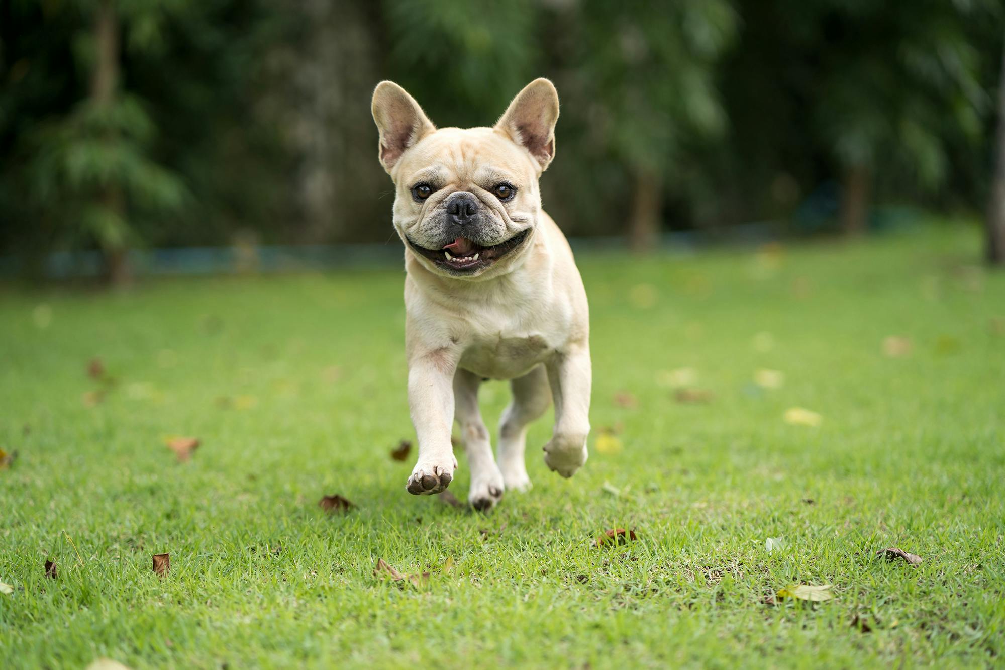 French Bulldog running in the grass.