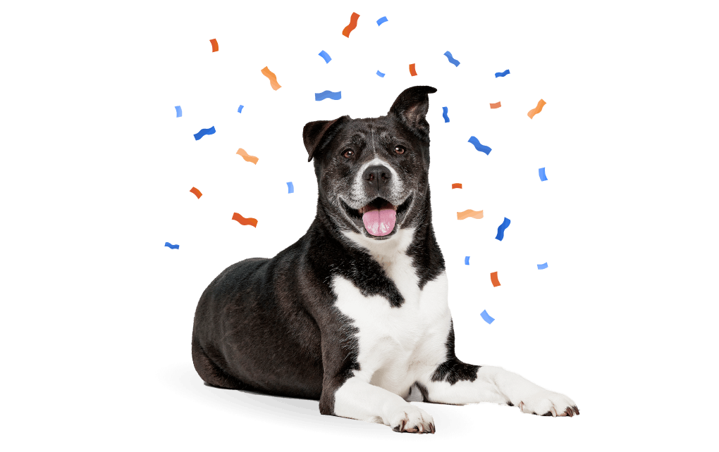 Black and white dog surrounded by colorful confetti.