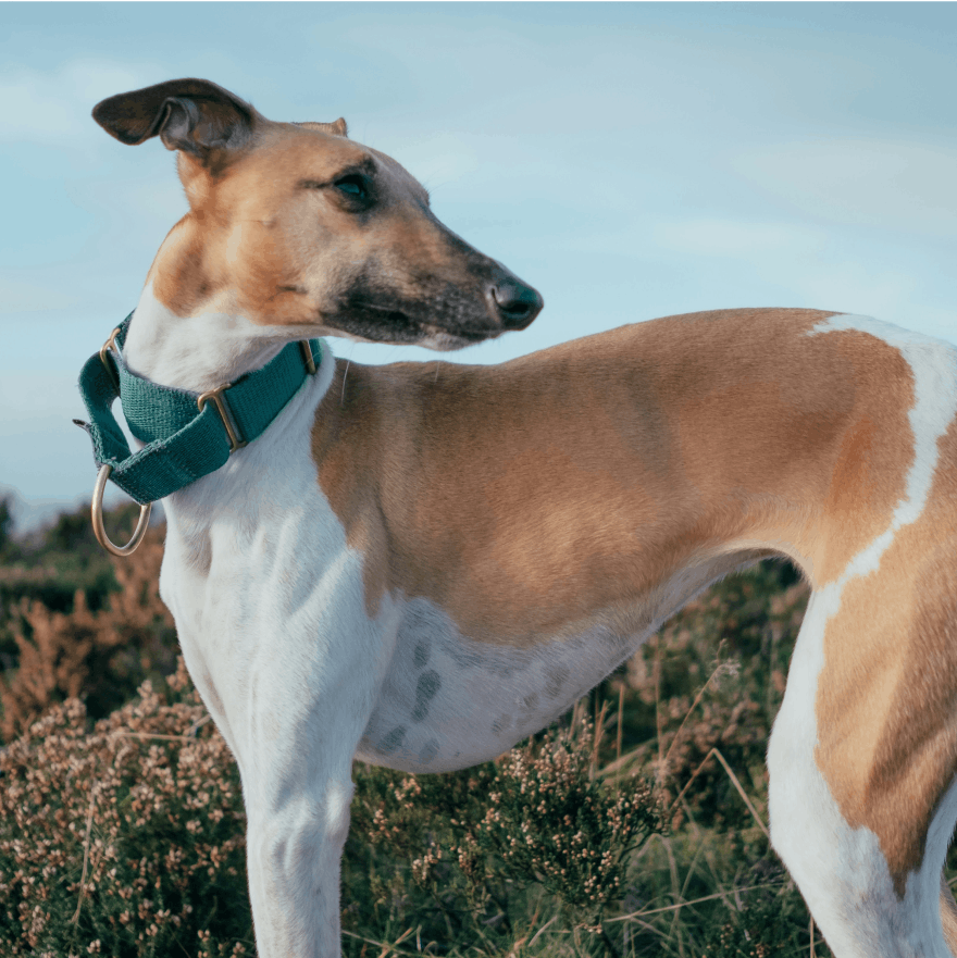 A brown and white greyhound stands in a field