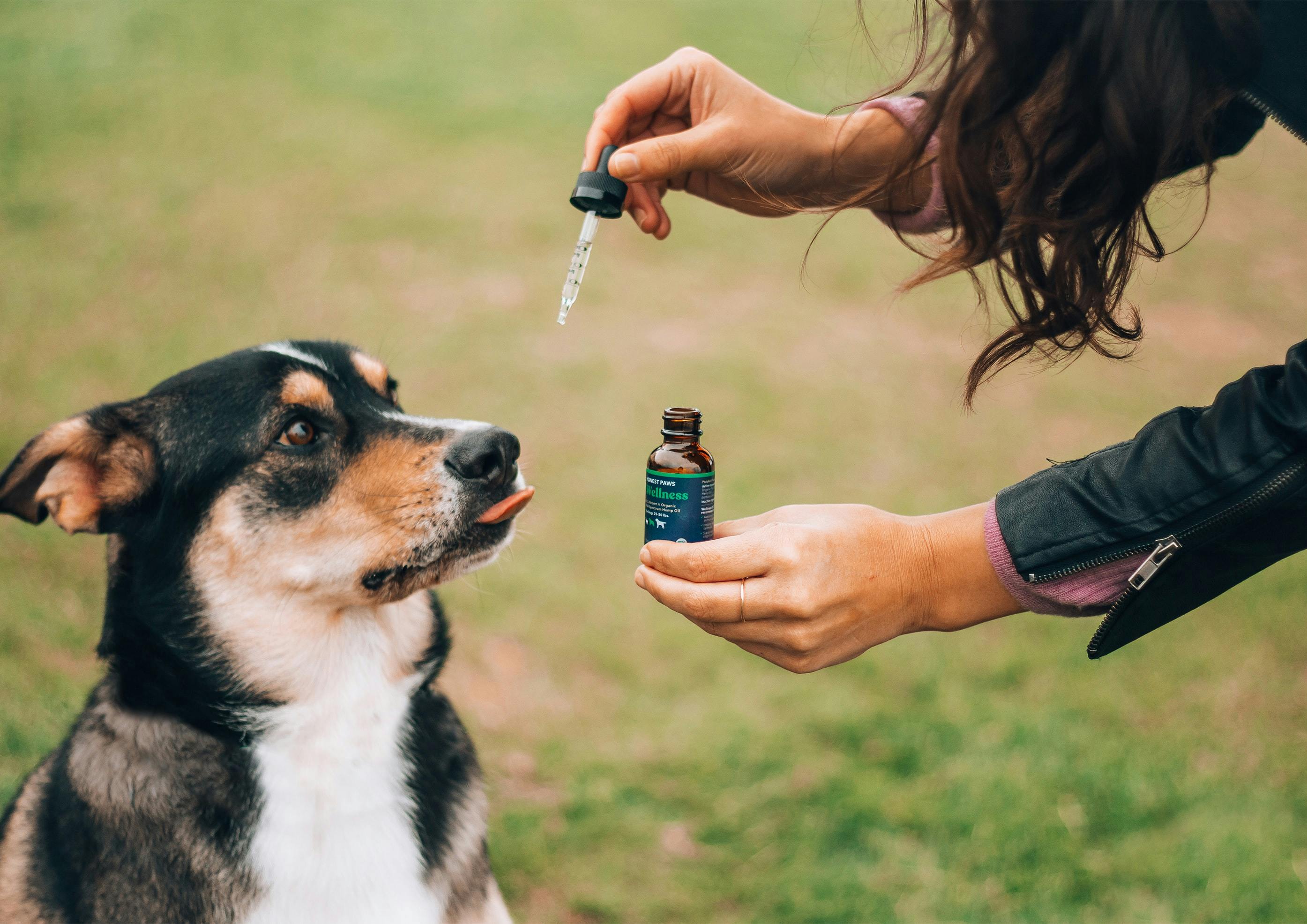 Mixed breed dog licking lips and looking at a CBD dropper held by a person