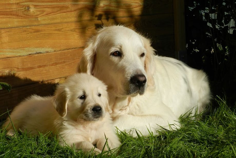 Dog resting beside puppy