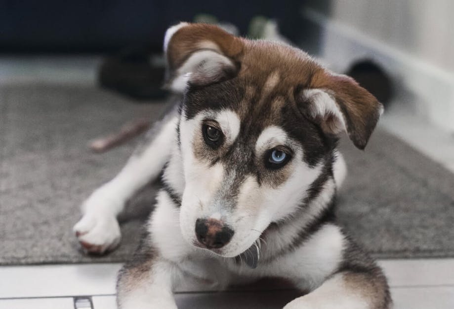 Siberian Husky with blue eyes