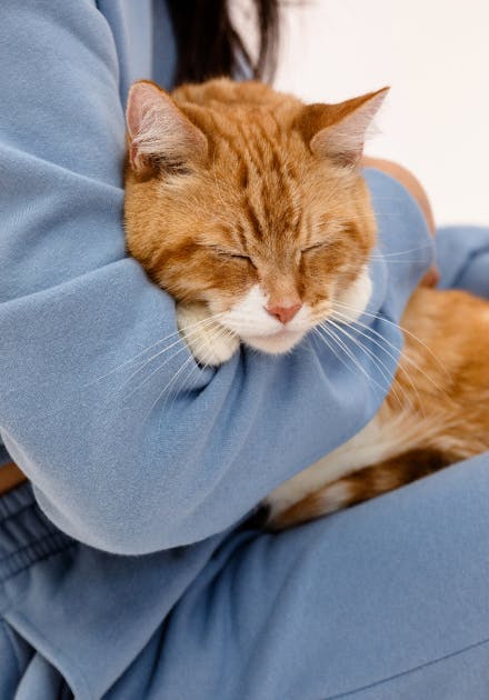 A sleeping orange cat being held in an arm.