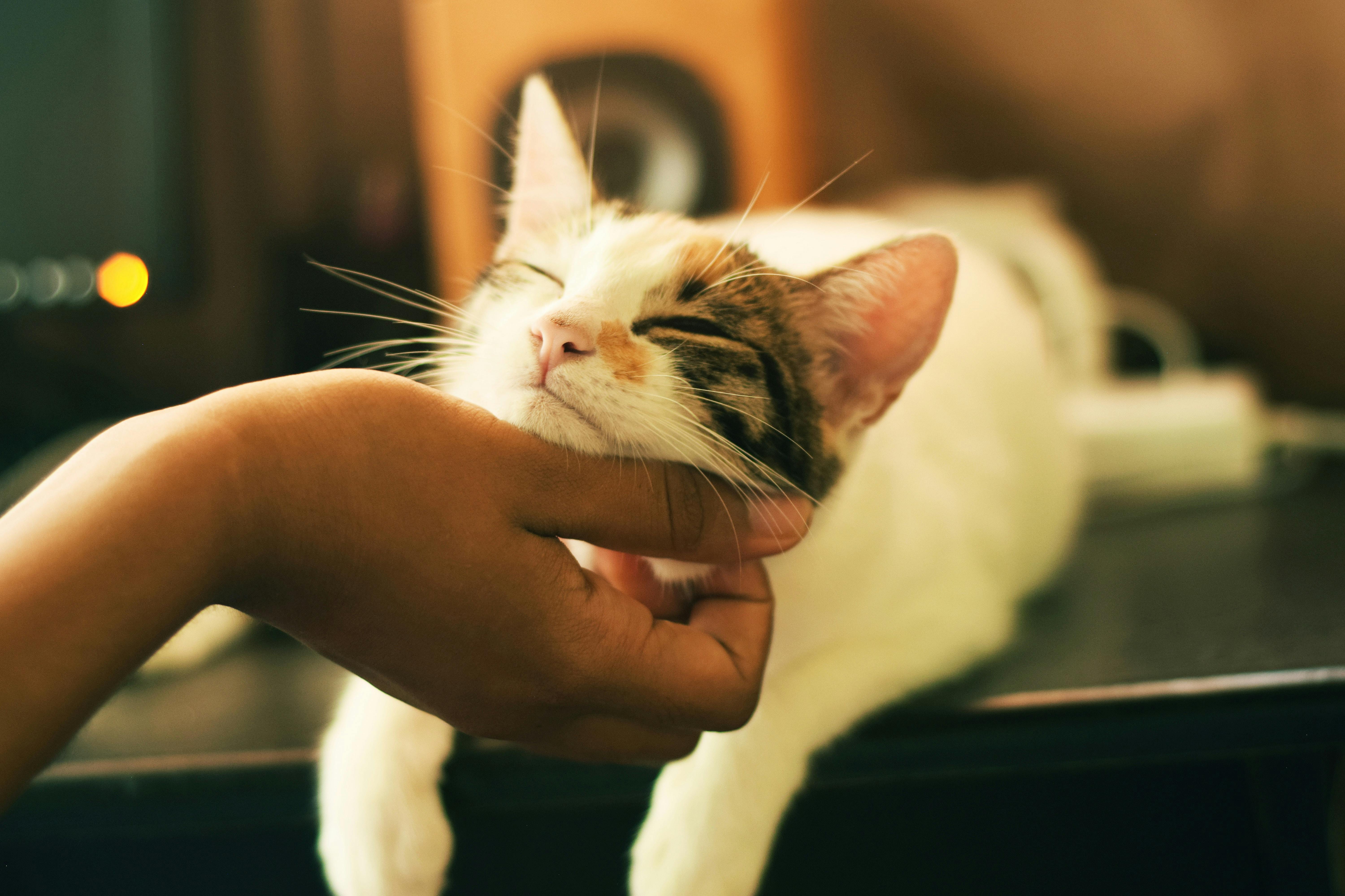 A cat lying on a table getting its chin scratched.