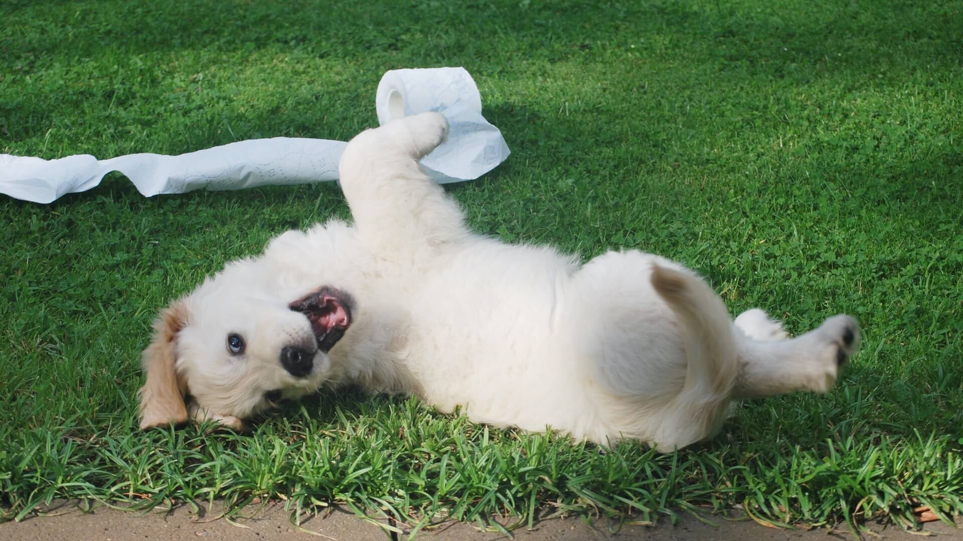 Potty train dog clearance fast