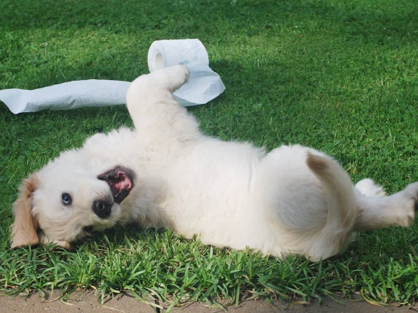 Puppy rolling around outside with toilet paper