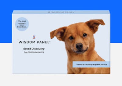Wisdom Panel Breed Discovery dog DNA test