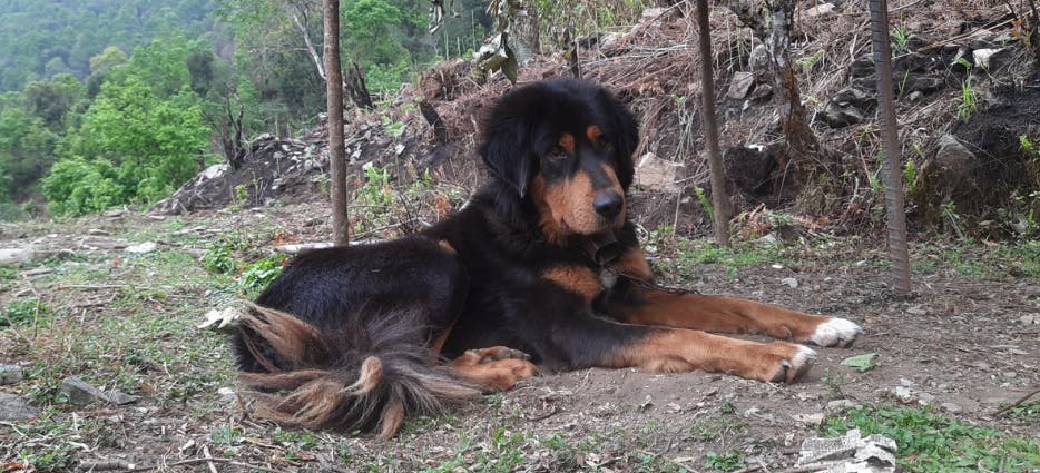 Black and brown Himalayan Mountain Dog lying outside in the mountains.