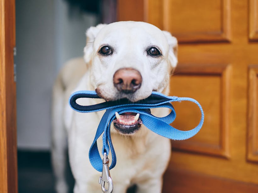 Dog holding his hook
