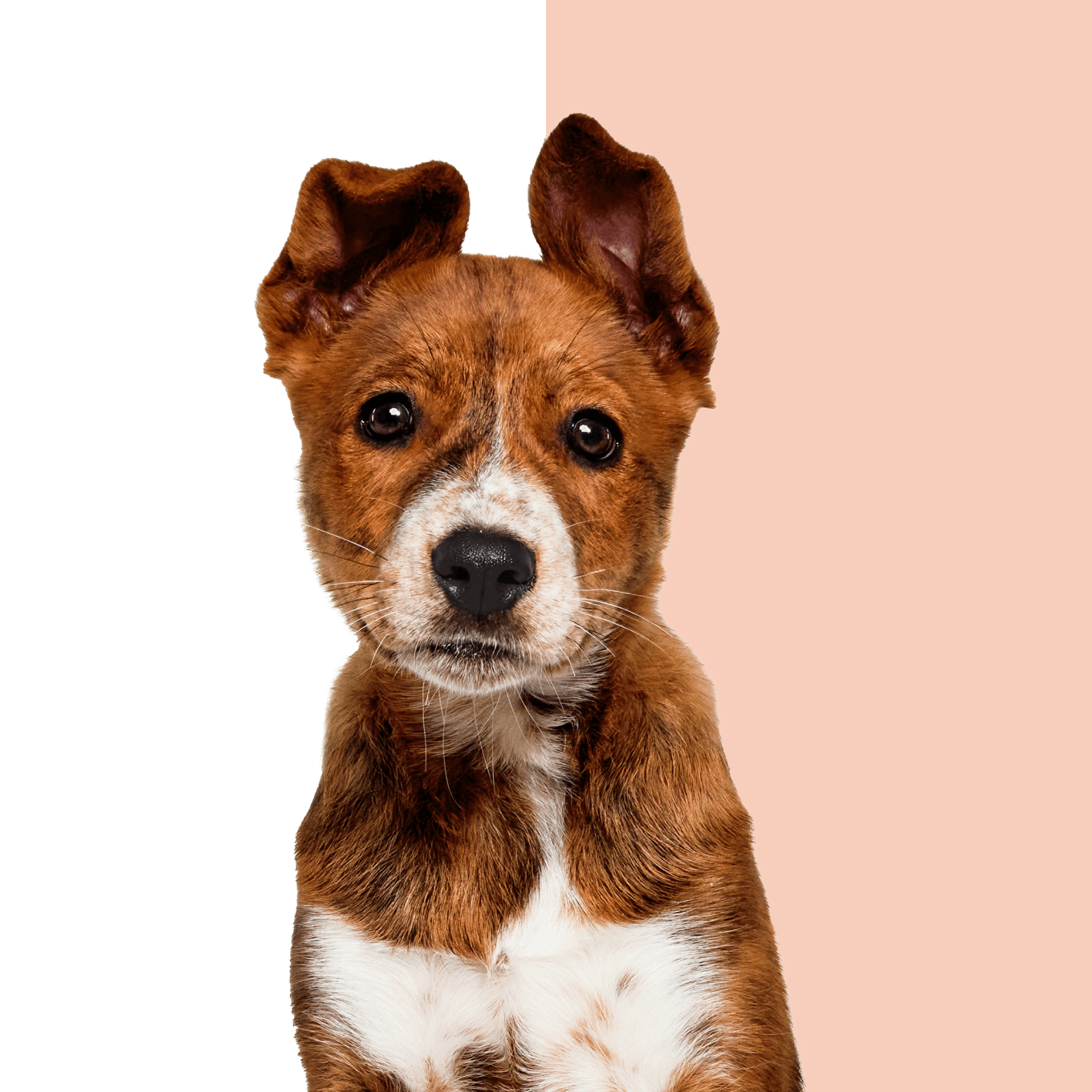 Cute brown and white puppy looks at camera next to two Wisdom Panel product boxes.