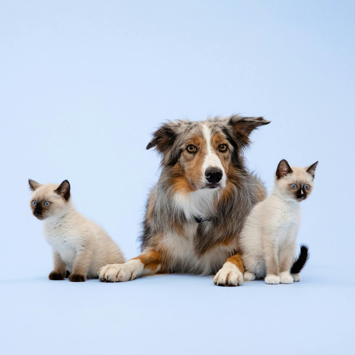 Dog with two kittens sitting in light blue background