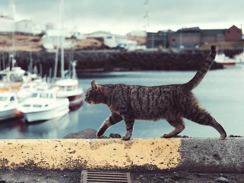 Cat walking on wall with boats in background
