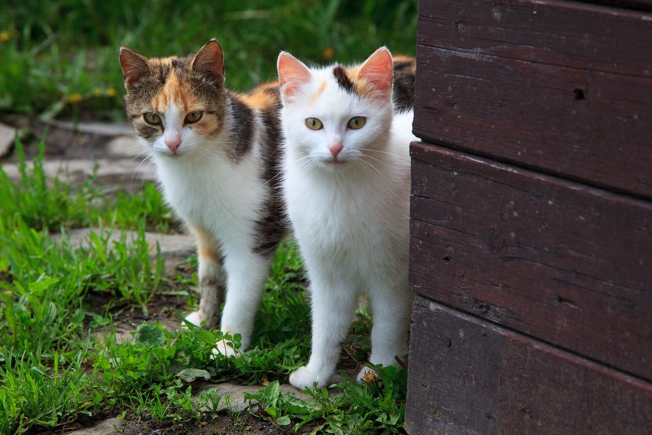 Two calico cats peeking out from behind a brick wall.