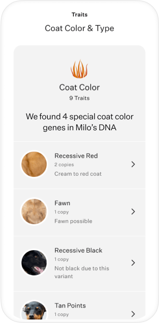 Dog DNA test traits results