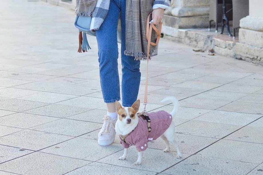 Woman walking her Chihuahua