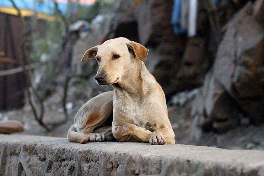Mexican Street Dog laying on stone 