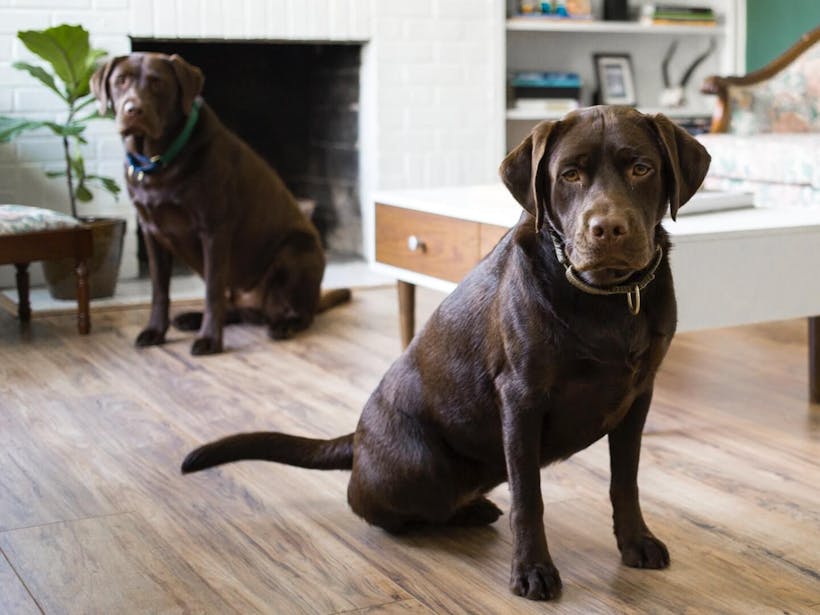 Two brown dogs sitting in a living room