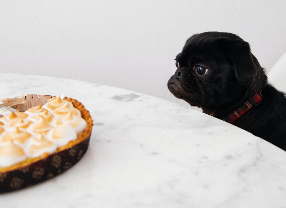 Pug staring longingly at food on a table
