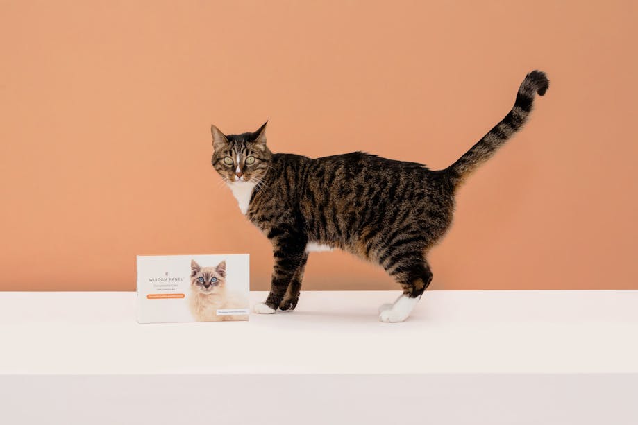 Cat standing next to Wisdom Panel™ Complete for Cats DNA test collection kit package