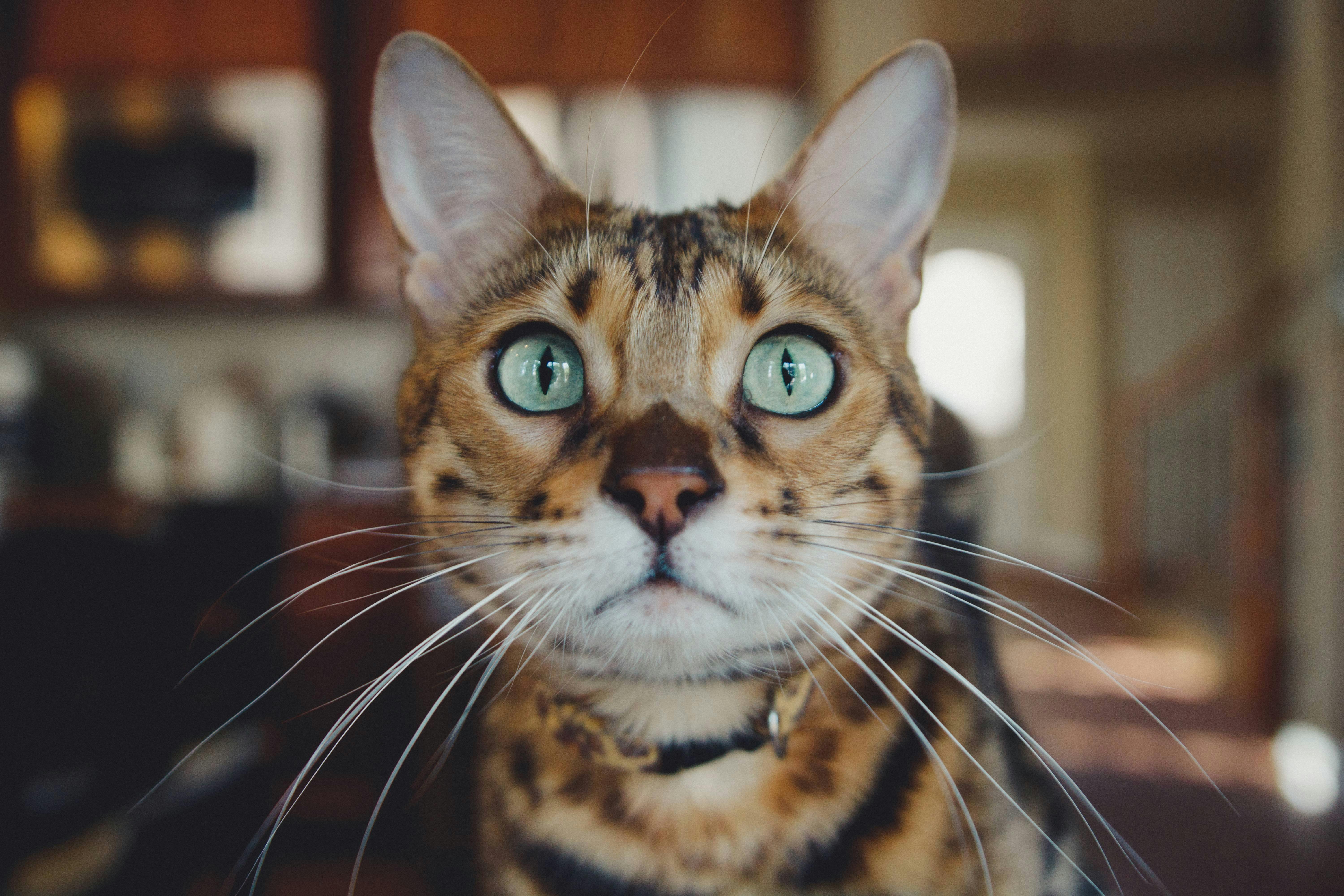 Close up of a Bengal cat.