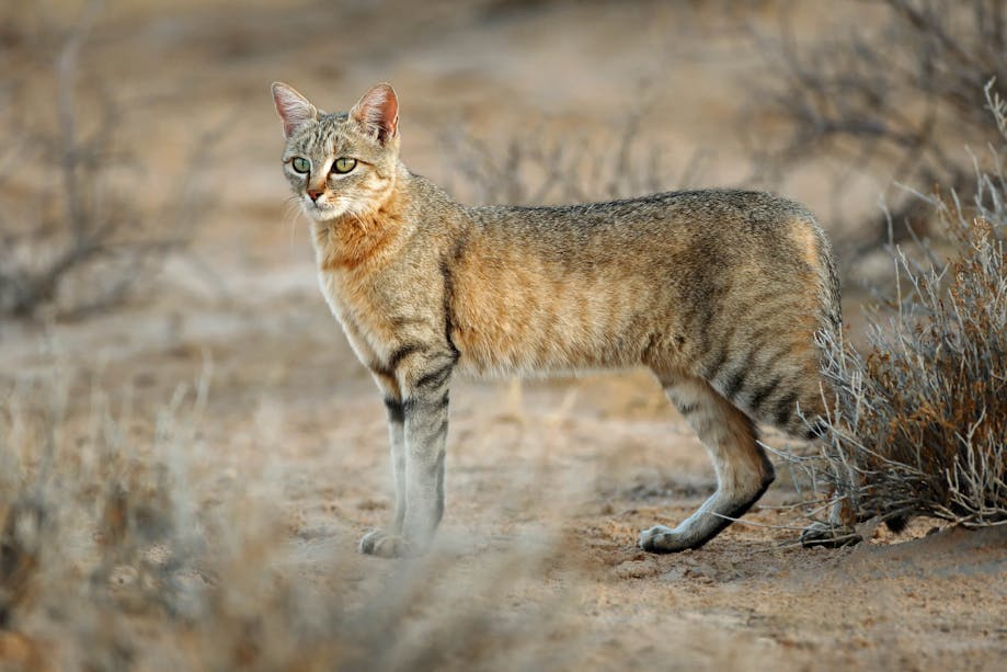 African wild cat representing the ancestors of modern domestic cats