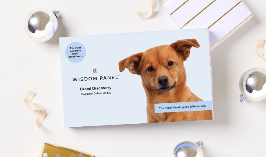 Wisdom Panel Breed Discovery Dog DNA Test