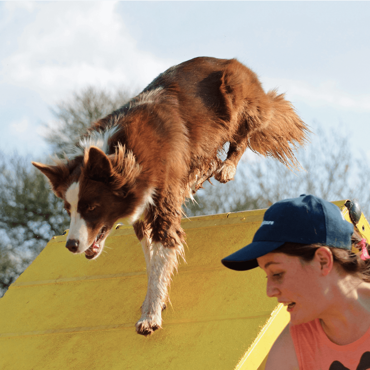 A dog runs through an agility course