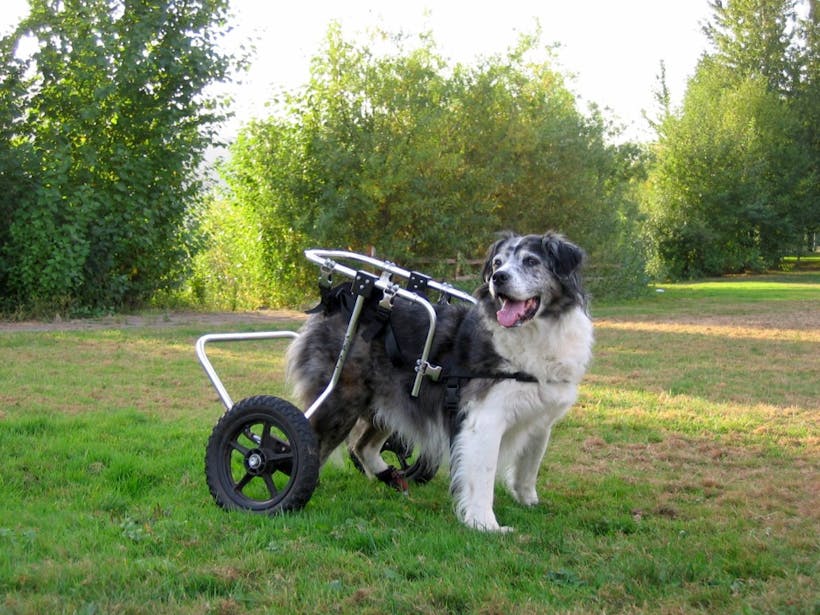 Dog with degenerative myelopathy using a cart for support and mobility