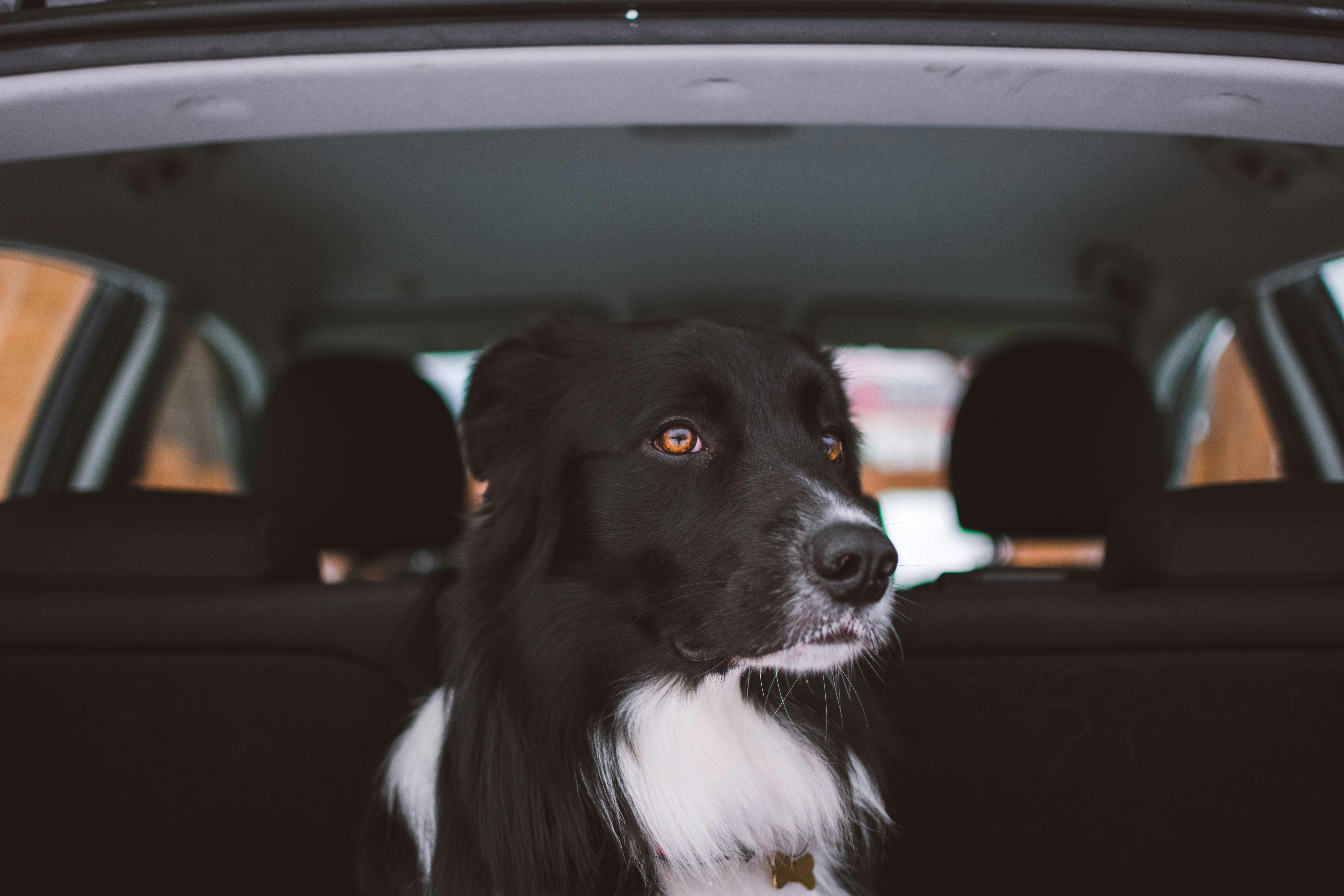 Border Collie sitting in a car