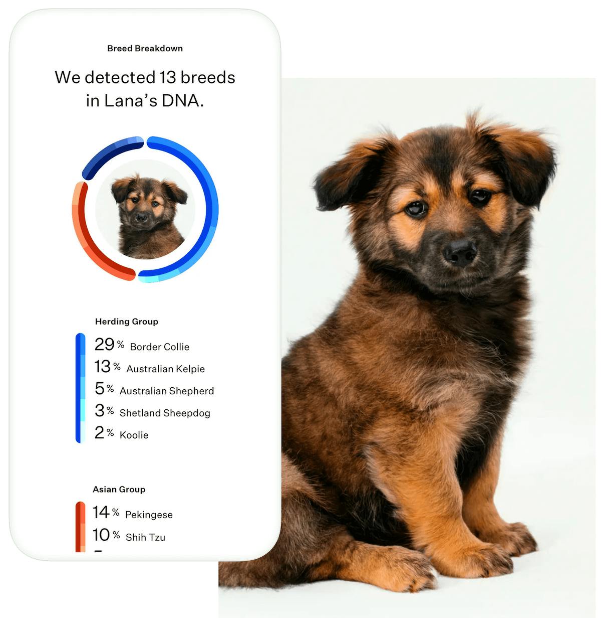 Screenshot of dog breed test results