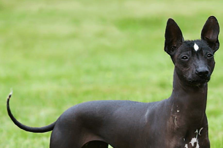 Xoloitzcuintli (Mexican Hairless Dog) standing in grass