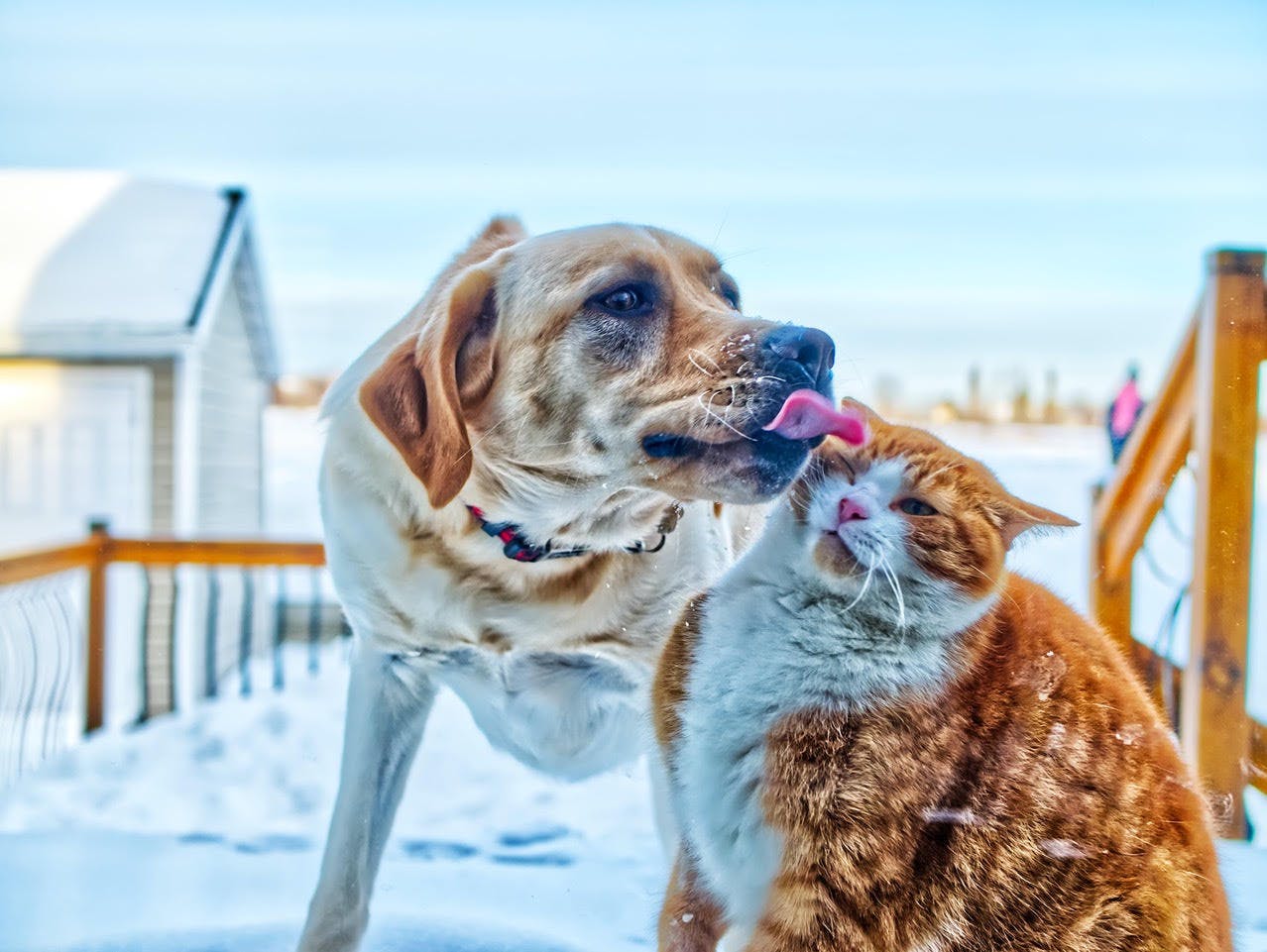 Dog licking a cat's face