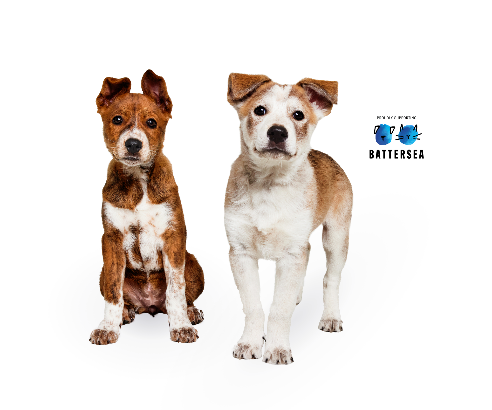 petco wisdom panel