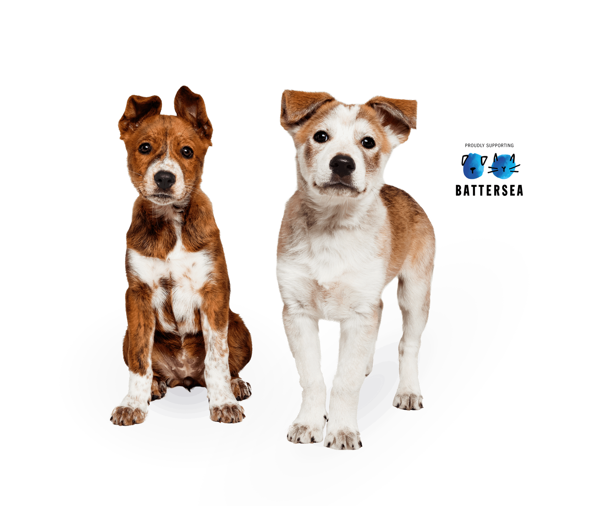 Most accurate dog breed best sale dna test