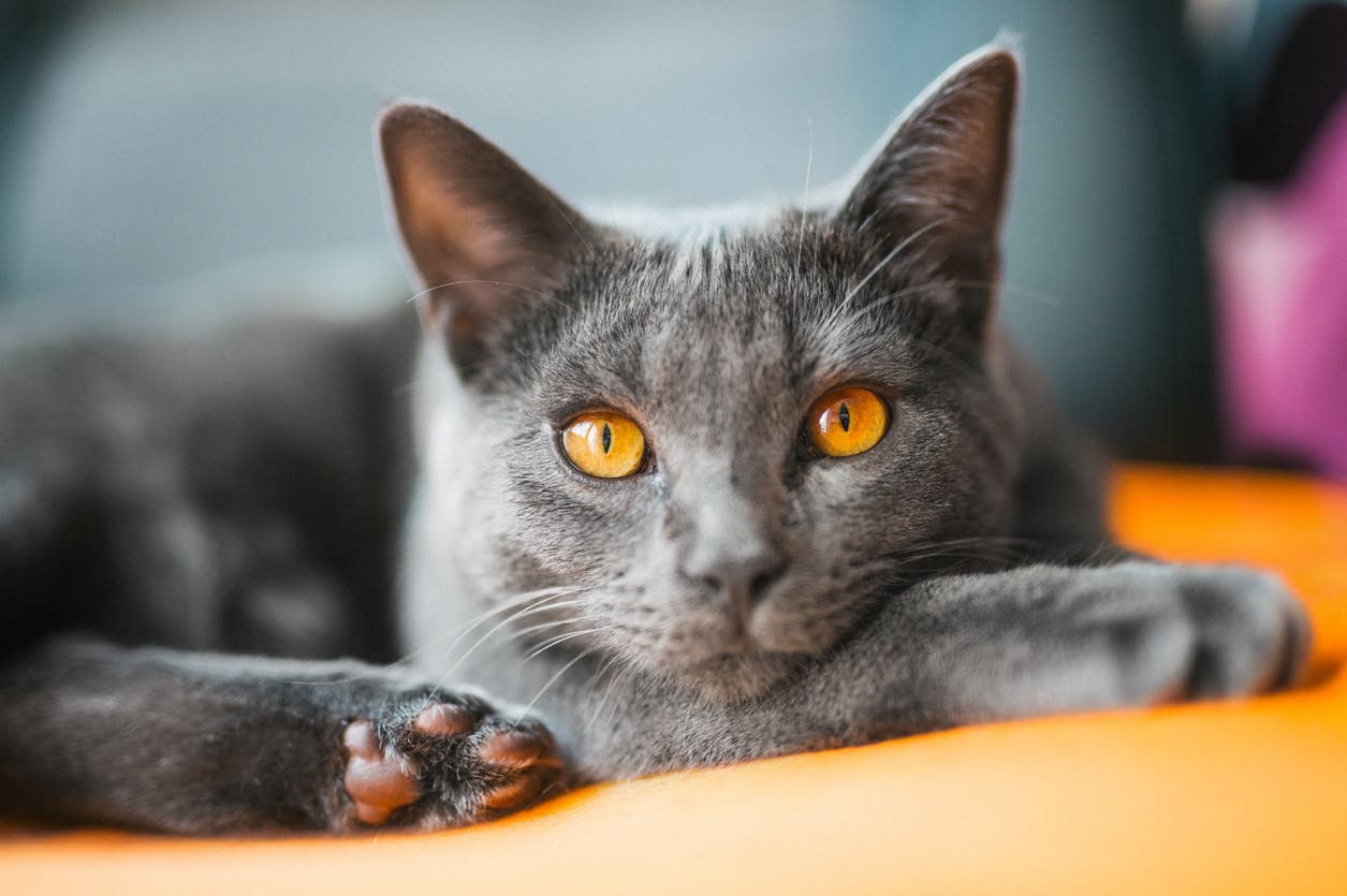 Chartreux cat lying on an orange cushion.