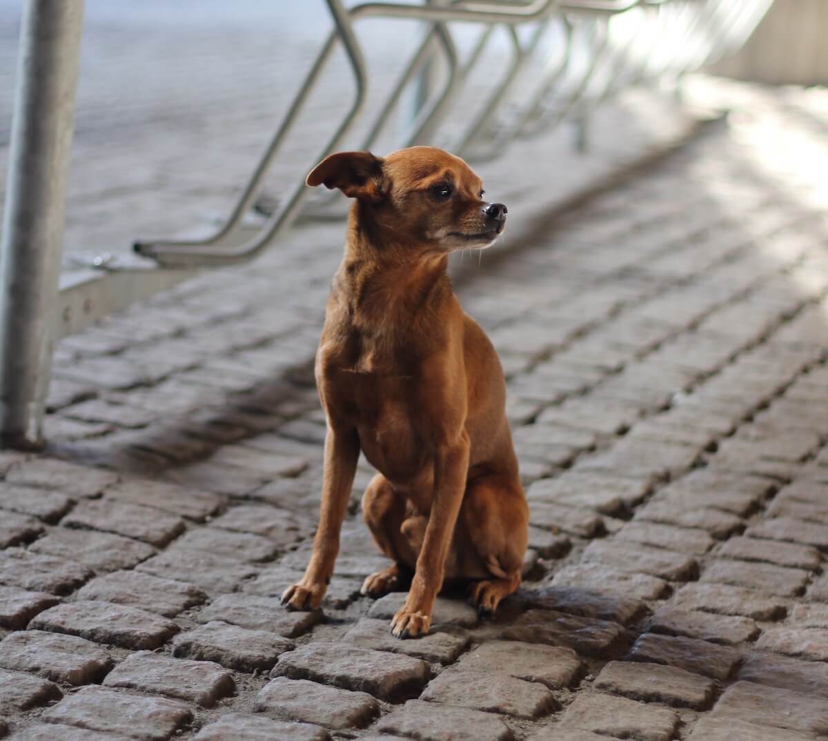 Mexican street dog fashion breed