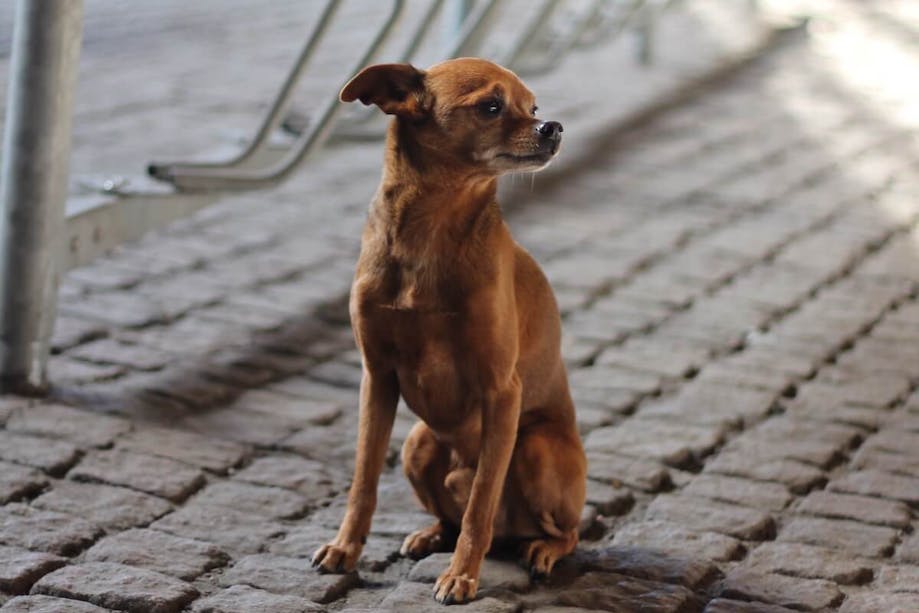Chihuahua on cobble stone