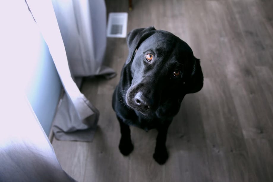 Black dog sitting and looking at the camera