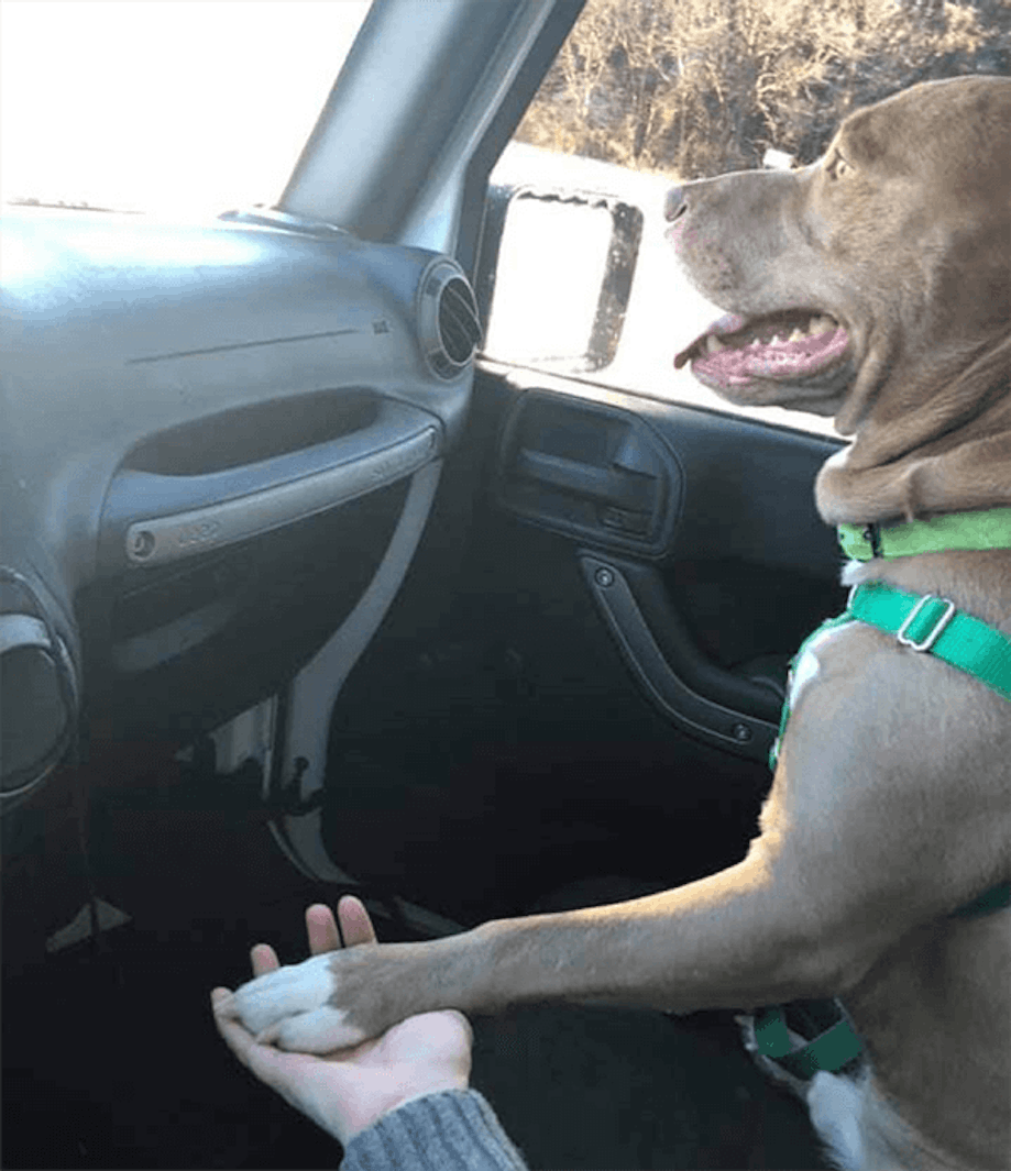 Dog sitting in a car