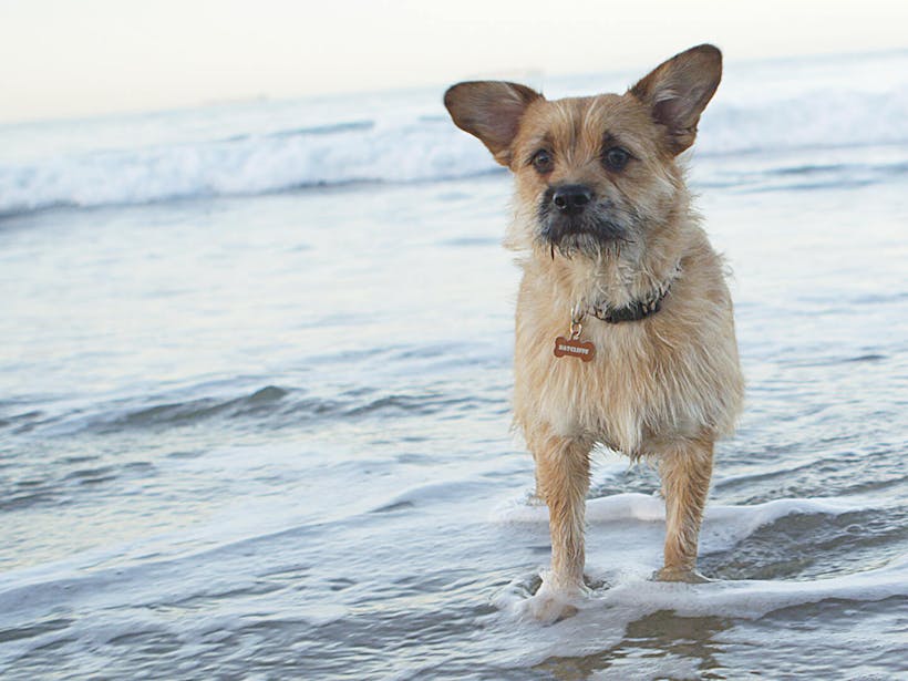 Dog standing in water in the beach