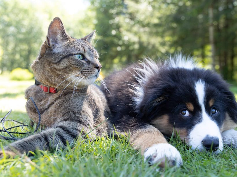 Dog and cat lying outside in the summer sun