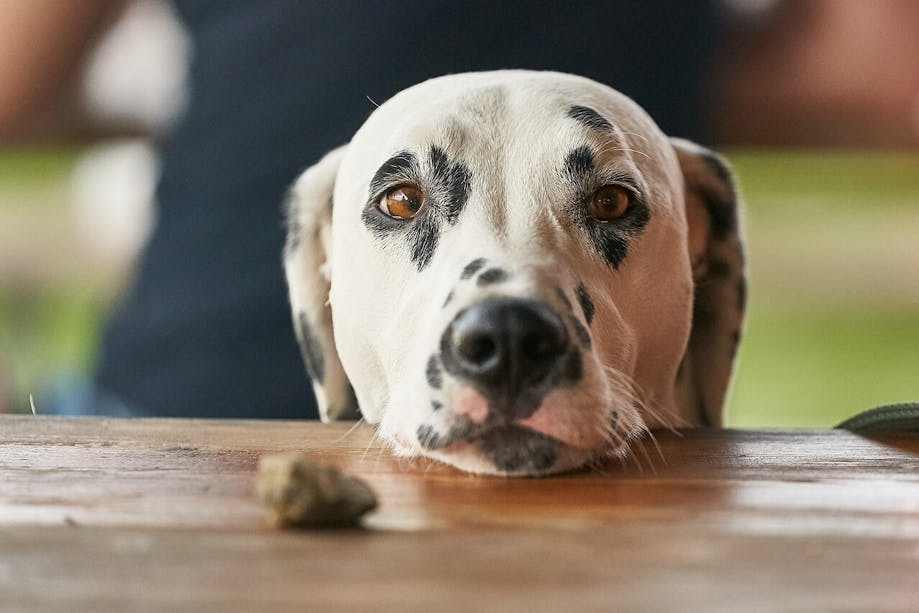 Dalmatian Dog Begging for food